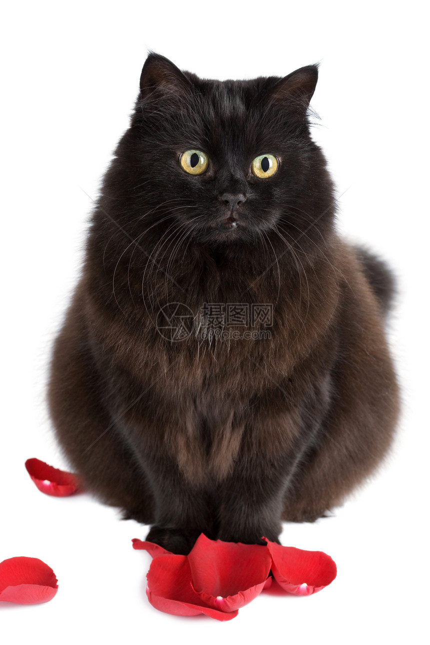 坐在玫瑰花瓣里的可爱黑猫宠物猫科动物毛皮白色庆典朋友黑色友谊红色头发图片