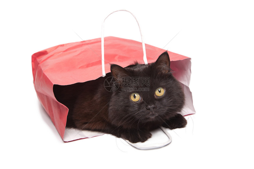 红袋中的黑猫友谊手表毛皮工作室展示说谎小猫解雇头发朋友图片