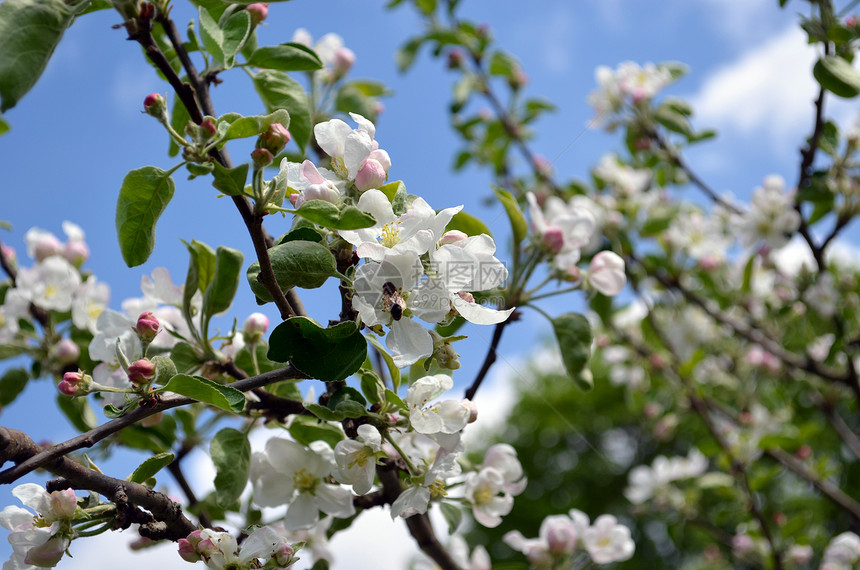 苹果树枝和蜜蜂收集花蜜图片