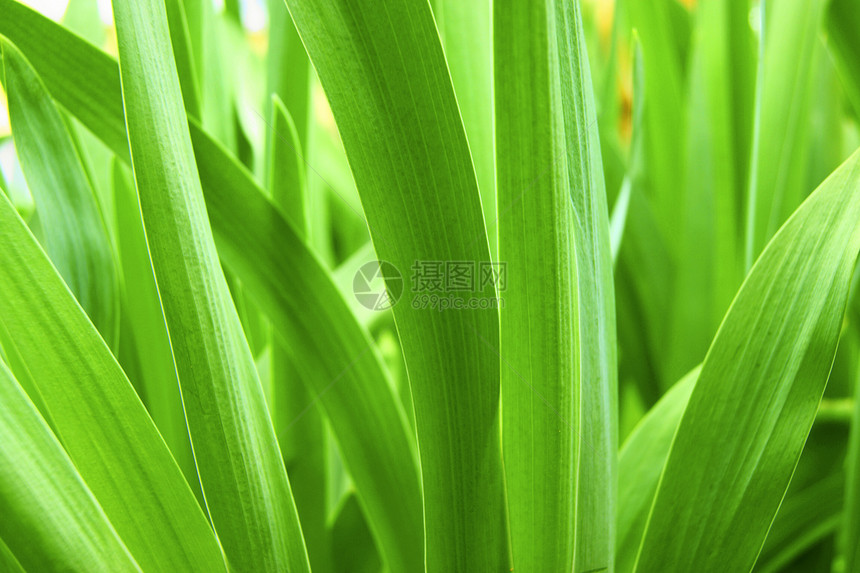 绿药草植物群床单绿色成长花园植物图片