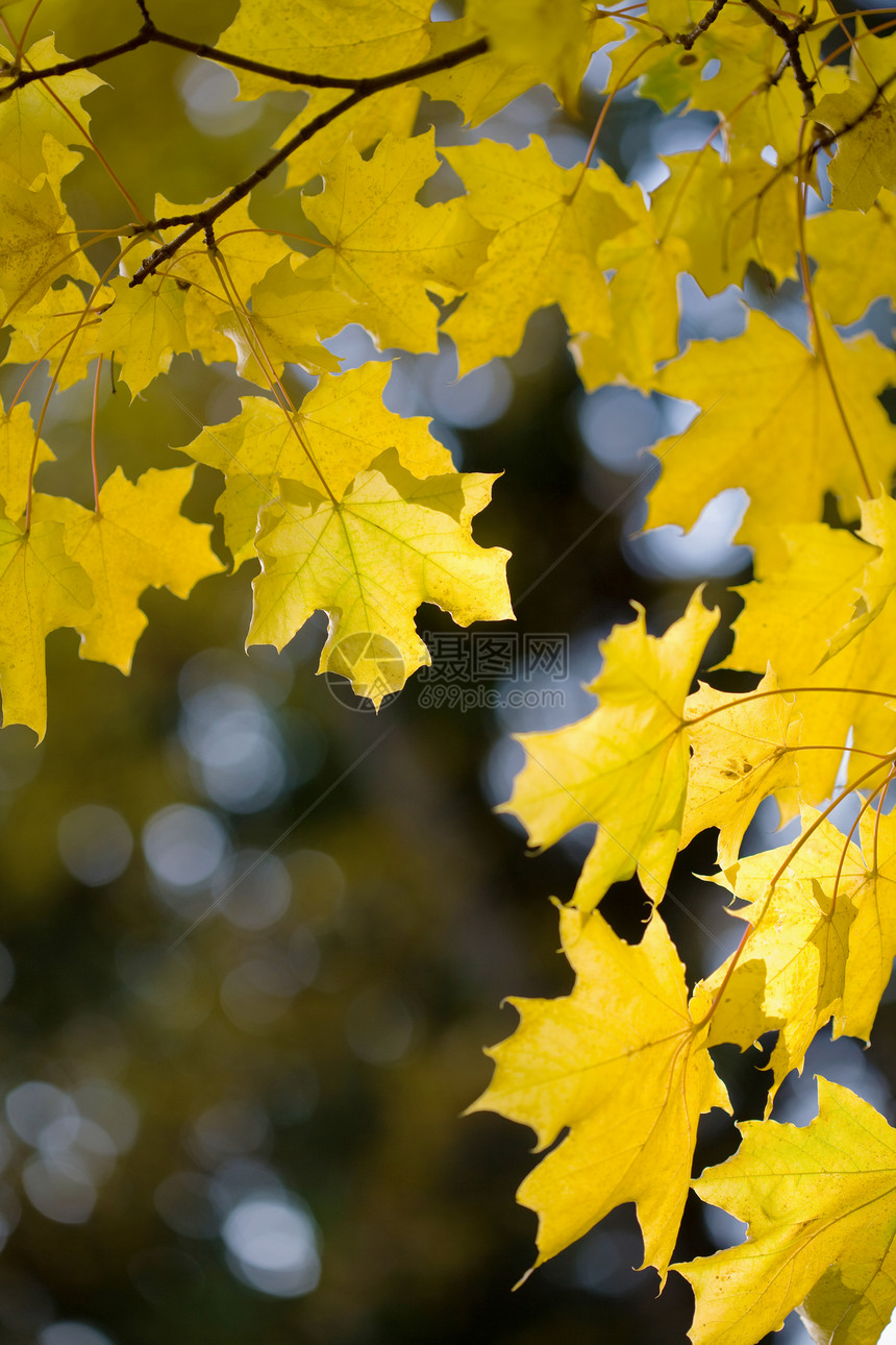 秋季假期阳光生态静脉植物季节生长环境叶子边界框架图片