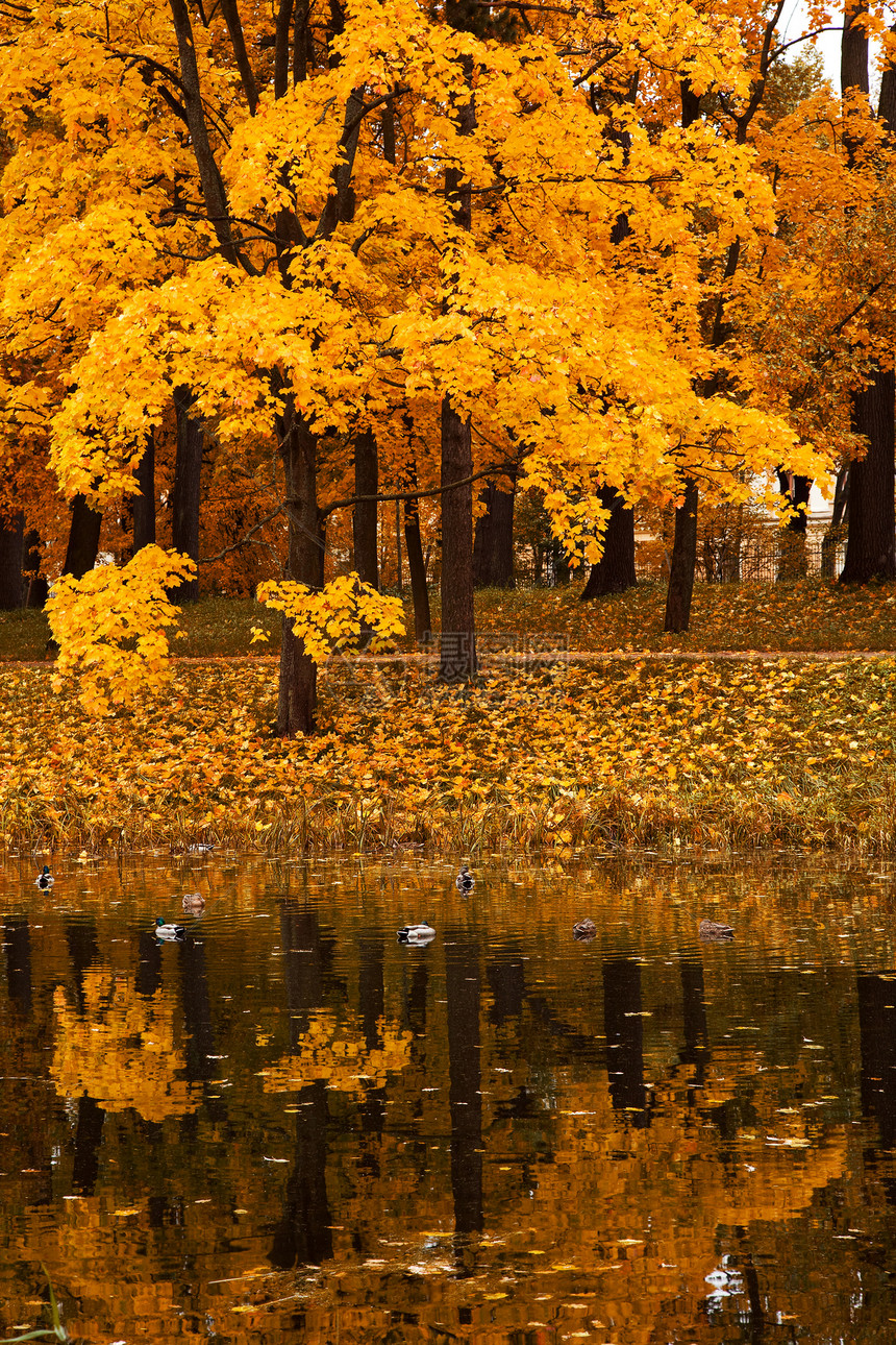 秋树褪色环境生态橙子森林公园植物群池塘风景墙纸图片