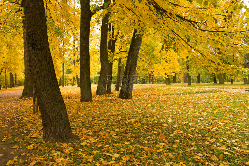 秋季公园金子褪色生态植物橙子荒野墙纸环境植被风景图片