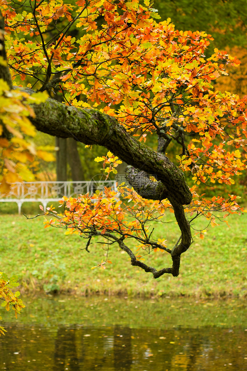 秋树枝墙纸地面季节环境橡木植物群草地生态金子荒野图片