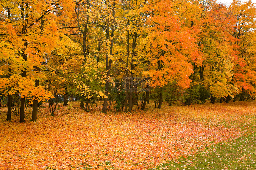 公园的金色树生态叶子金子季节森林墙纸橙子地面褪色环境图片
