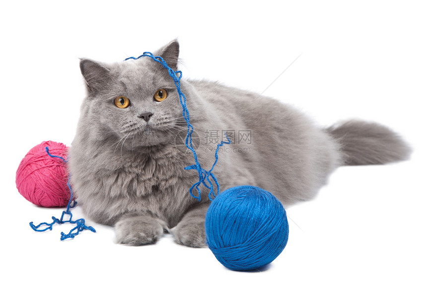 与乳毛分离的猫玩朋友兽医棉布蓝色动物缝纫小猫猫科头发毛皮图片