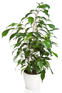 本贾米纳室内植物自然高清图片