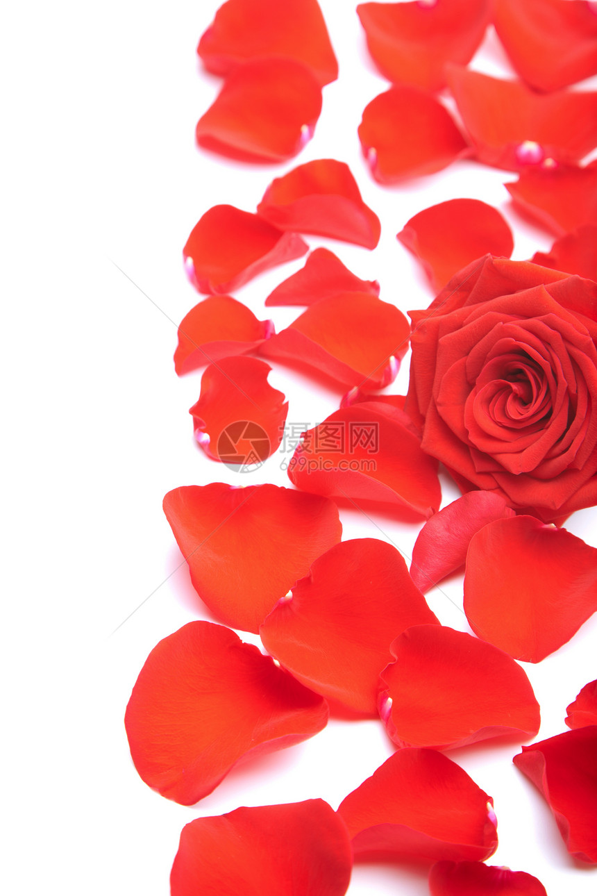 孤立的红玫瑰花瓣植物植被季节性生长边界美丽红色植物群投标温泉图片