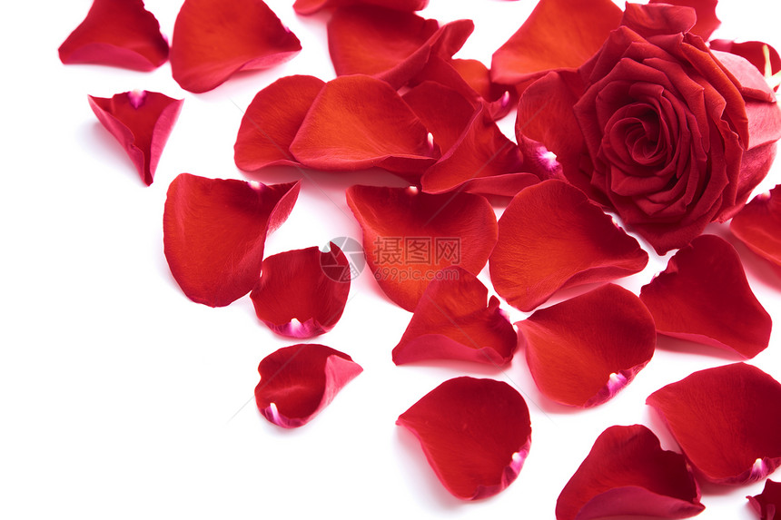 孤立的红玫瑰花瓣美丽植被庆典框架宏观玫瑰投标边界植物植物群图片