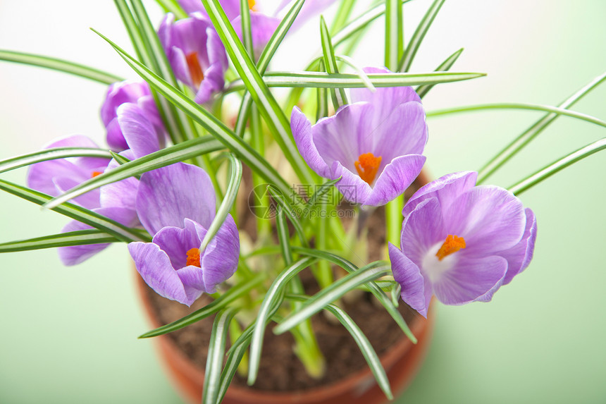 锅中花朵叶子花瓣红花植物生长紫色生态花园环境美丽图片