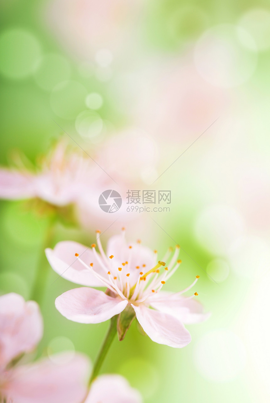 粉红花花生长植被花园阳光植物花瓣生态叶子植物群环境图片