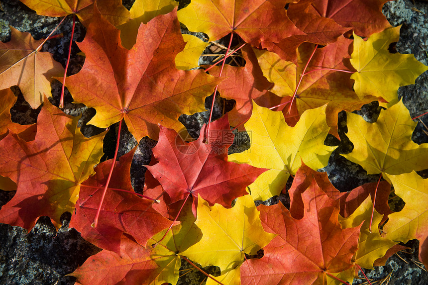 多彩的秋天树叶背景褪色花园植物群季节橙子阳光公园植物墙纸叶子图片