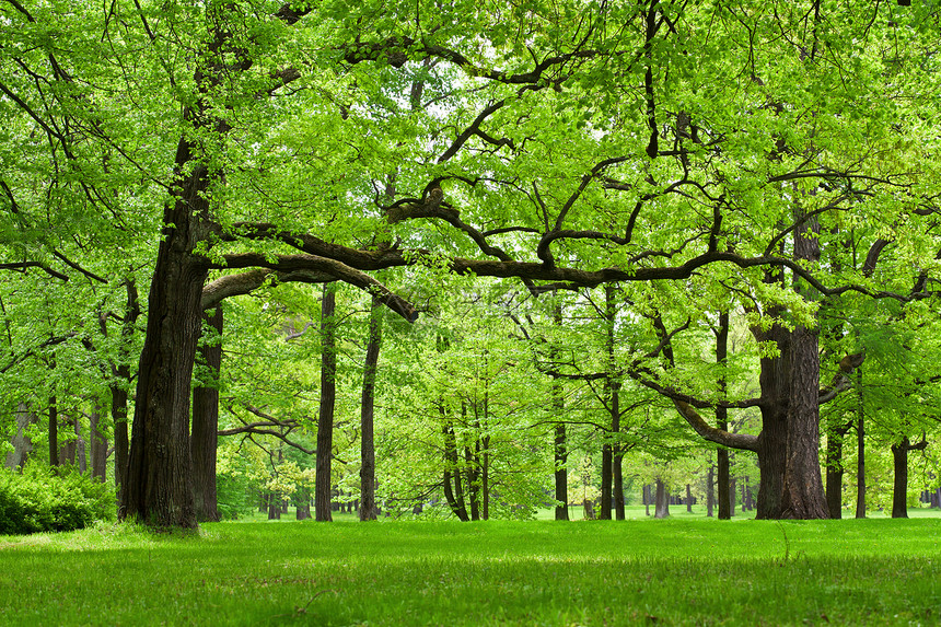 夏林美丽荒野国家土地植物木头自由日光环境图片