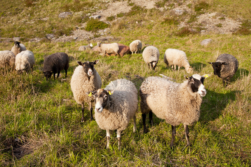 田里的羊羊母羊灰色羊肉农场棕色场地草地羊毛哺乳动物内存图片