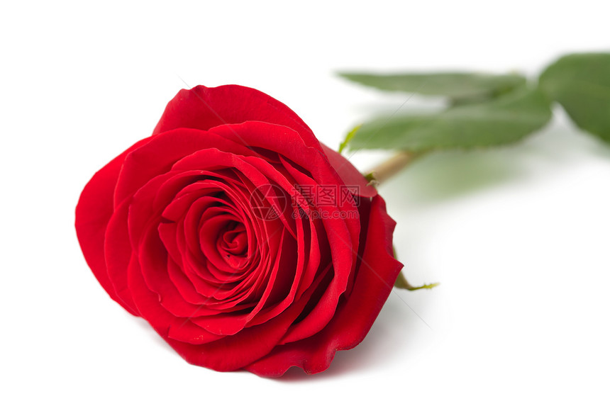 美丽的红玫瑰被隔离环境庆典玫瑰展示花瓣生长植物植物群花园植被图片