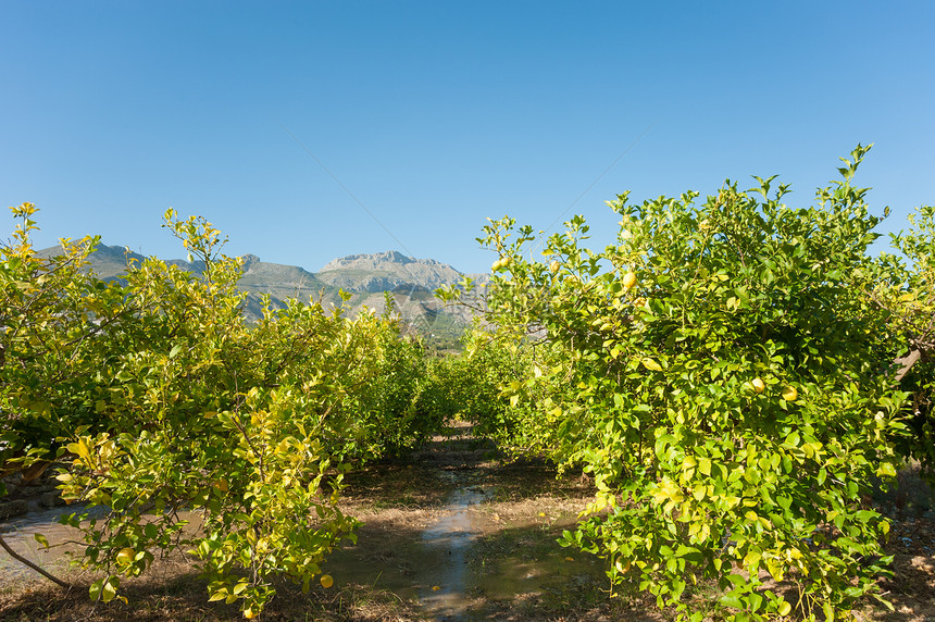 灌溉柠檬种植园图片