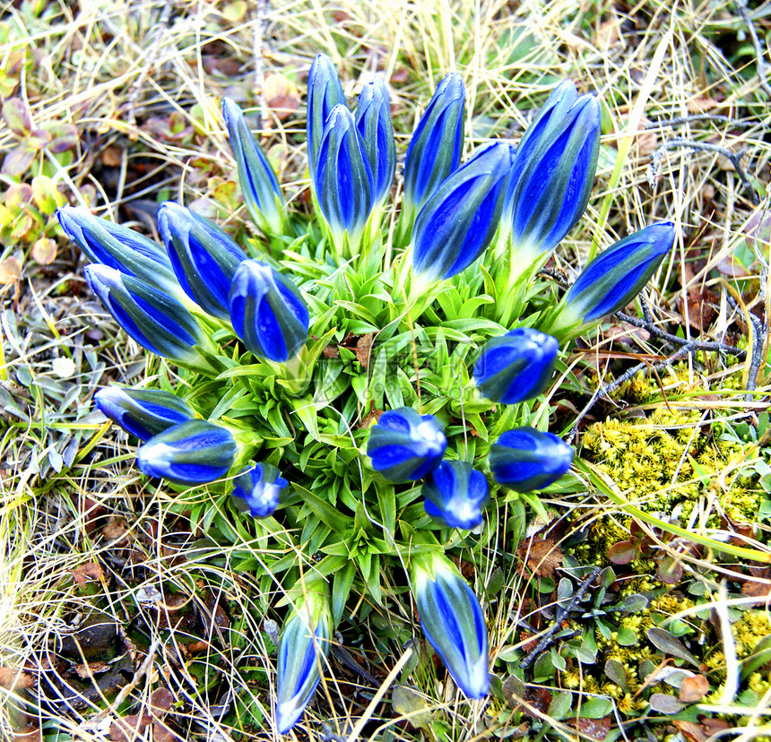 春季时的山花场地花瓣花束植物群苔原植物草本植物木材蓝色图片
