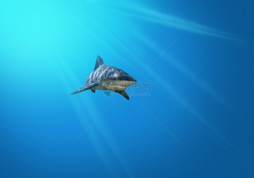 海底深处海洋珊瑚扇子野生动物蓝色危险鲨鱼荒野热带游泳图片