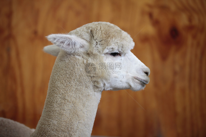 阿尔帕卡动物羊毛农场谷仓哺乳动物家畜野生动物宠物婴儿图片