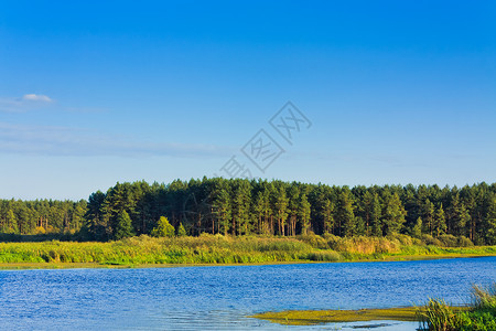 蓝云天空下森林湖叶子植物院子天空地平线乡村树木土地天气季节图片