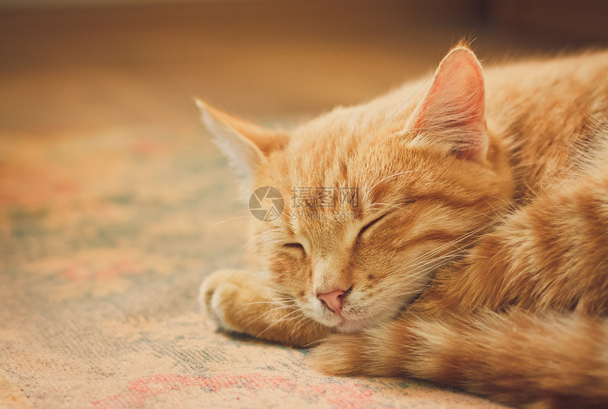 小红猫睡在床上哺乳动物毛皮宠物孩子晶须小憩说谎橙子猫科鼻子图片