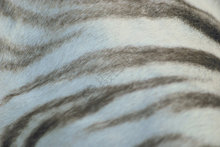 白老虎皮肤紧闭 自然纹理老虎材料黑色毛皮动物动物群隐藏背景图片