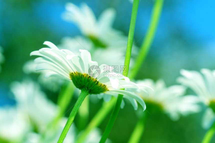 天空中的甘菊花园粉色蓝色雏菊季节牛眼棕褐色紫色花瓣场地图片