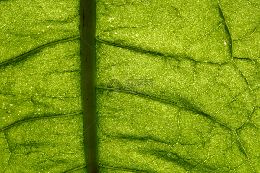 绿叶静脉植物桦木生活植物群植物学生长绿色花园网格草本植物图片