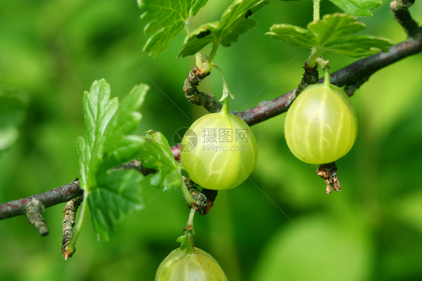 鹅莓收成饮食衬套浆果植物树叶水果食物环境醋栗图片