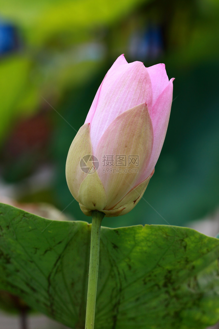 水百合 莲花冥想异国植物学热带花朵宏观花瓣叶子荷花花园图片