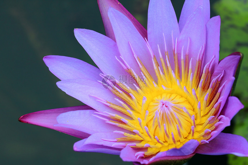 水百合 莲花紫色百合异国环境池塘热带花瓣荷花花园冥想图片