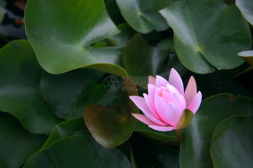 水百合 莲花植物群叶子异国池塘花朵植物情调花园百合花瓣图片