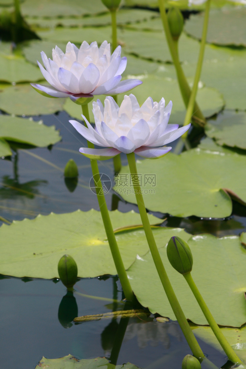 水百合 莲花植物紫色阳光环境宏观植物学情调花朵池塘热带图片