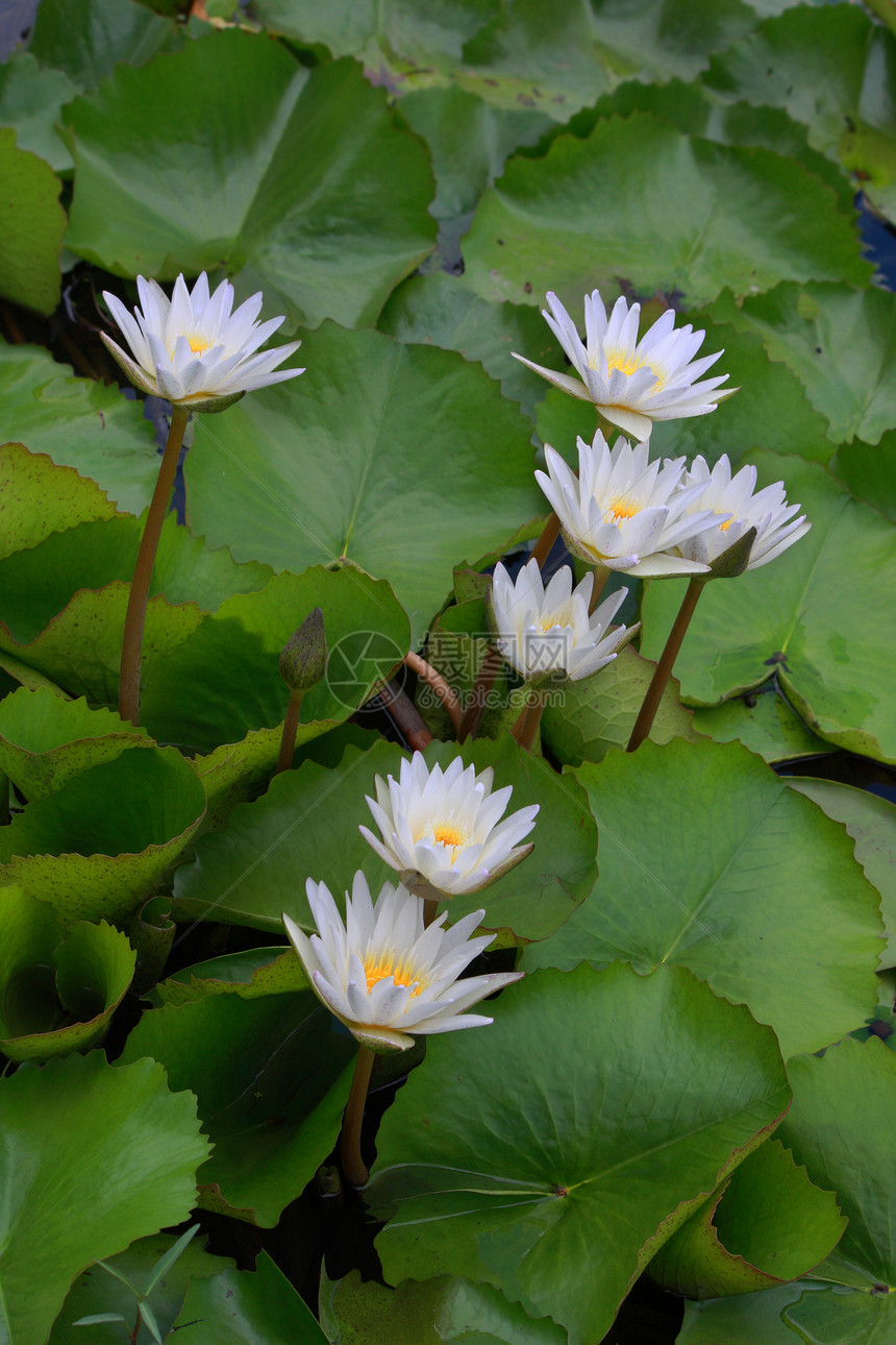 水百合 莲花花园热带宏观池塘环境异国情调紫色植物荷花图片