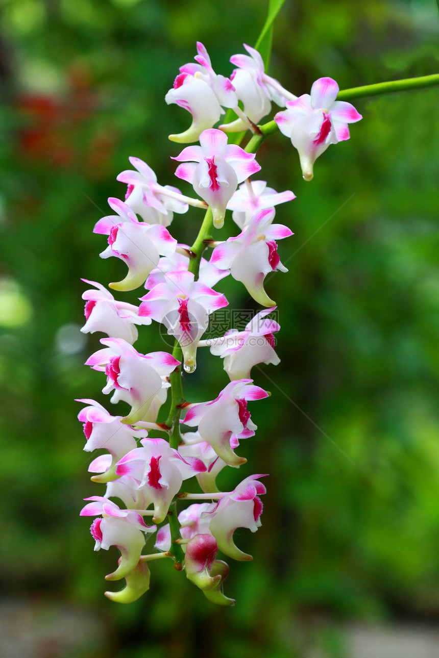 一组彩色兰花白色粉色植物群脆弱性宏观花园团体柔软度绿色热带图片