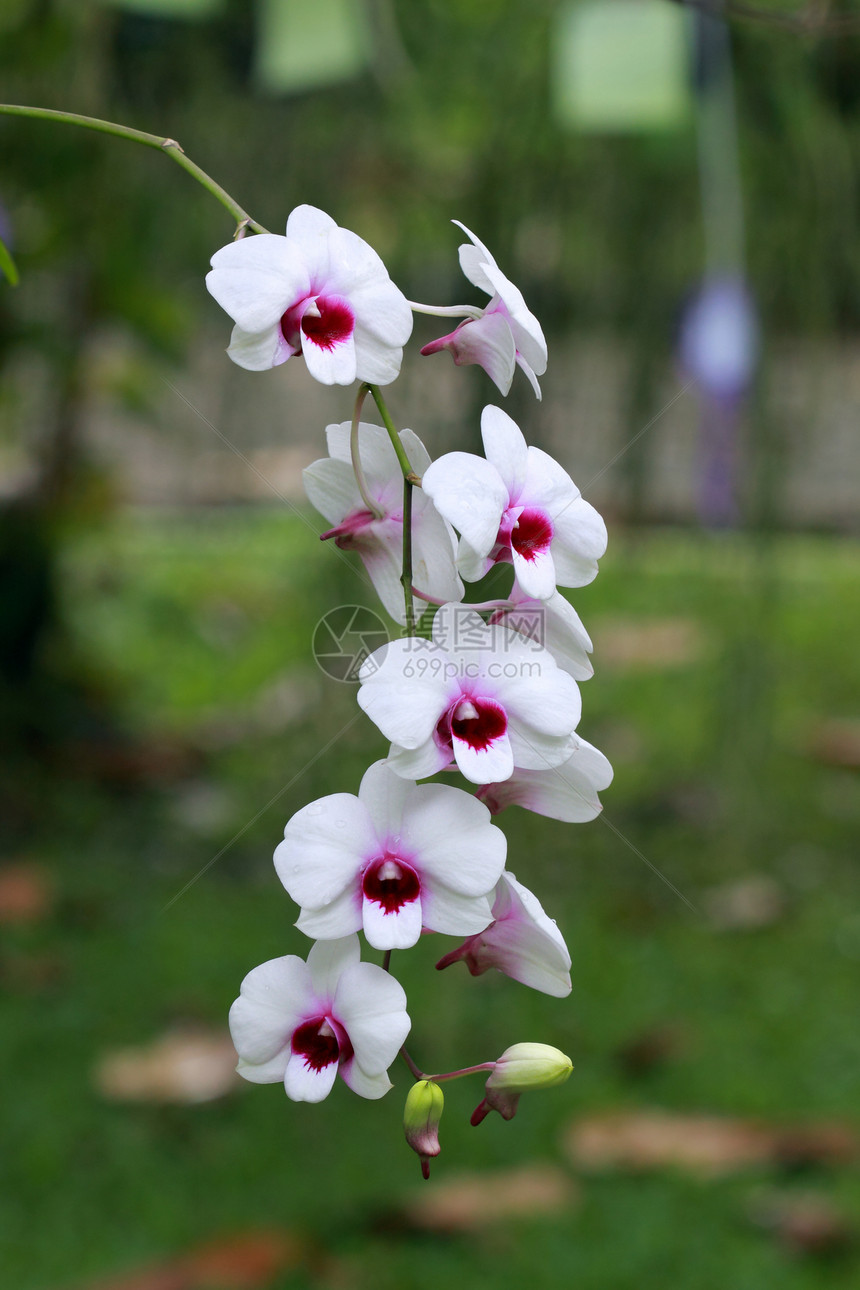 一组白色兰花花园热带团体美丽绿色柔软度宏观脆弱性植物群花瓣图片