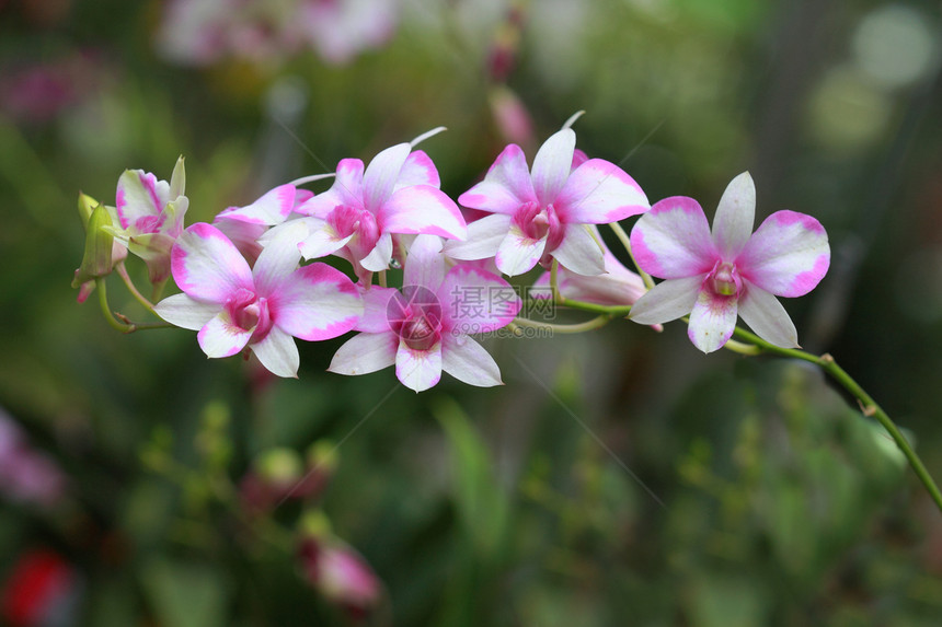 一组彩色兰花花园白色脆弱性花瓣植物群粉色热带美丽团体绿色图片