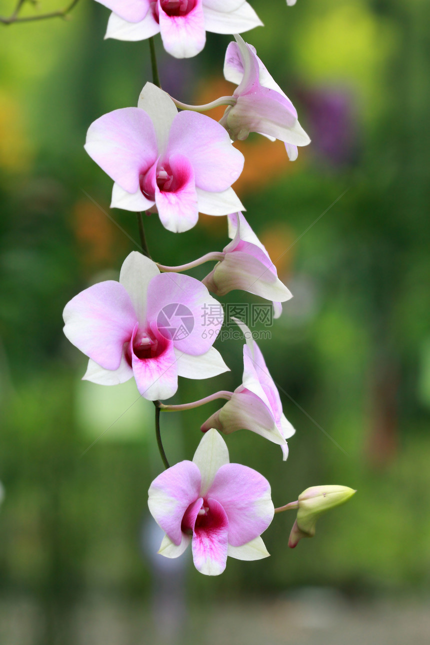 一组彩色兰花绿色花园白色柔软度团体粉色热带植物群花瓣宏观图片