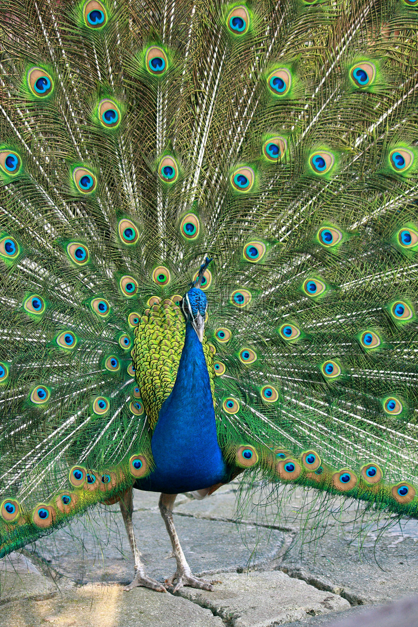 美丽的孔雀黄色脖子尾巴绿色动物园眼睛羽毛蓝色身体野生动物图片