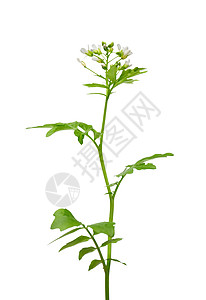 水贮水器硝酸钠植物草本植物植物群白色背景图片