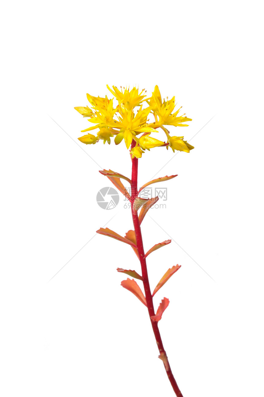塞达姆花花草本植物植物黄色白色植物群图片