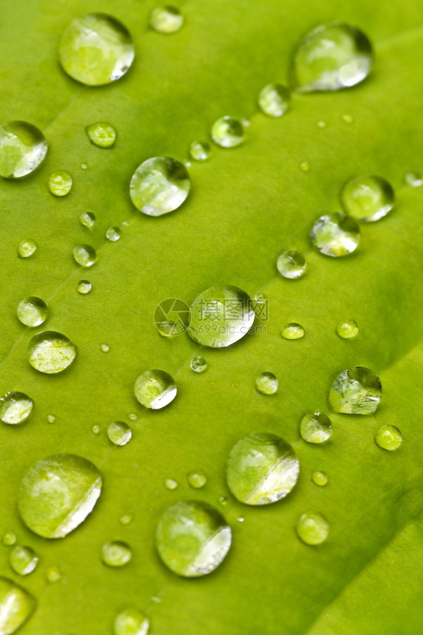 带雨滴的宏树叶图片