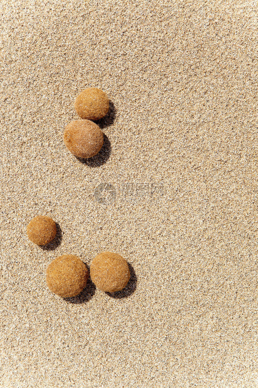 地中海海滩上的波西多尼亚海洋水果沙丘热带太阳地形海滩破坏海岸藻类海藻干旱图片