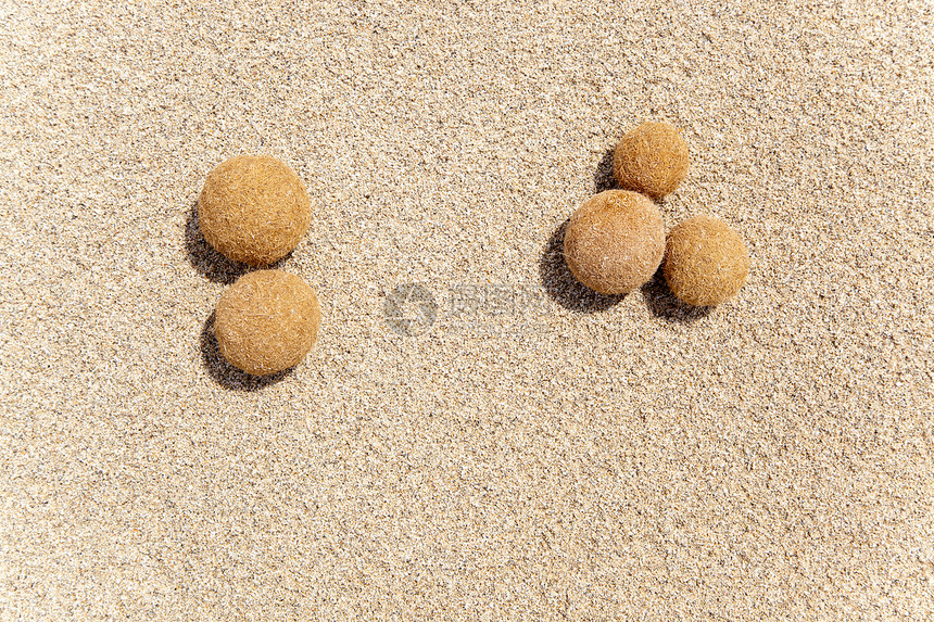 地中海海滩上的波西多尼亚海洋水果干旱海岸粮食海藻海器假期太阳沙丘藻类地形图片