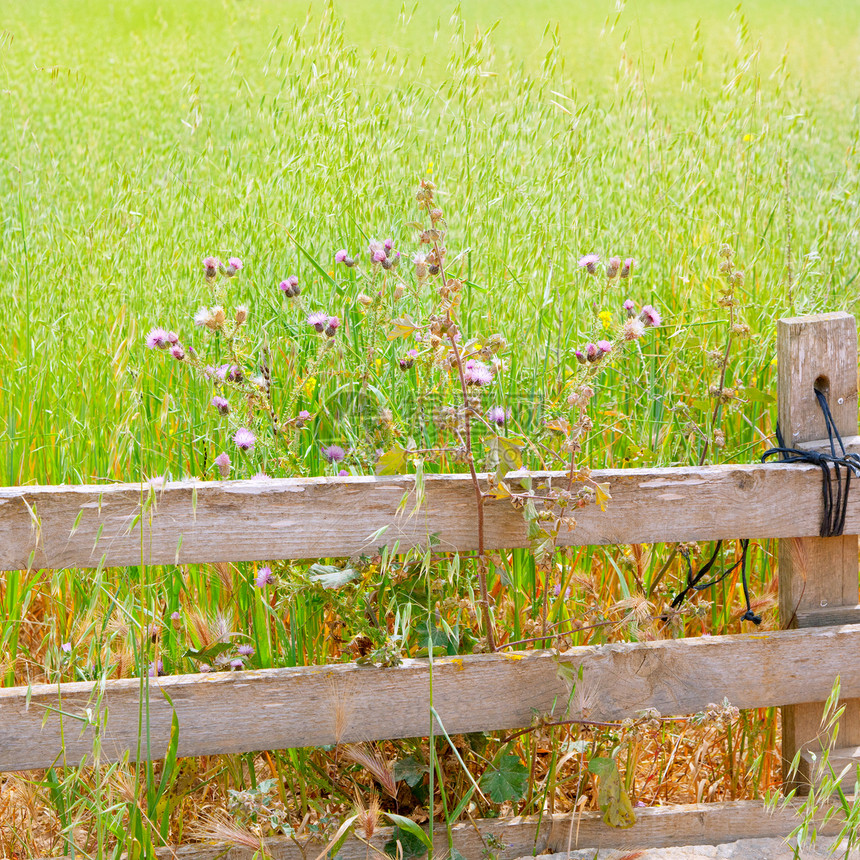在前门和林篱中的巴利阿里绿色绿草地美丽草本植物牧场季节荒野植物群植被雏菊场地生长图片