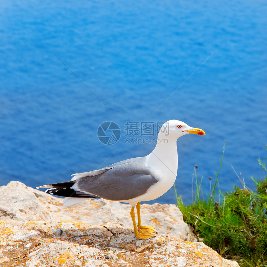 巴利阿里群岛地中海海上的海鸟海鸟石头羽毛环境支撑生物翅膀海鸥冒充荒野蓝色图片