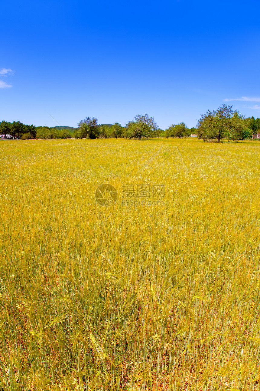 伊比萨岛地中海黄金小麦田收获农村谷物蓝色农场太阳季节小岛食物收成图片