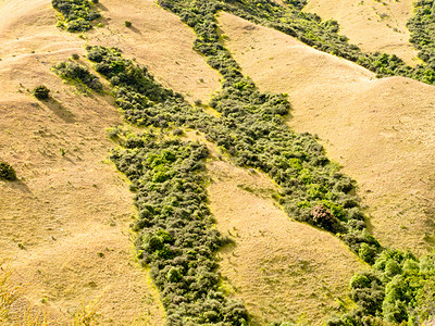 新西兰干草原绿静脉网络网高清图片