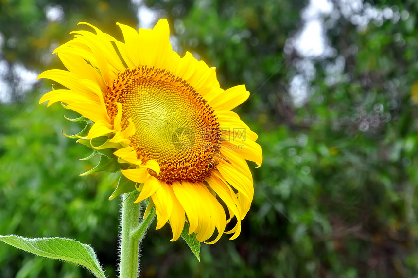 向日向叶子阳光植物群草地农场花粉晴天花园生长植物学图片