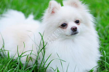 白罗马狗草地季节动物小狗眼睛宠物幸福快乐朋友微笑高清图片